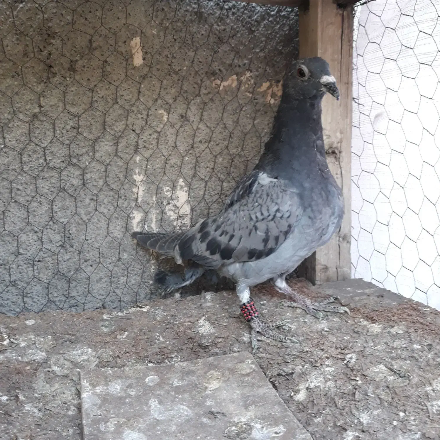 کبوتر جوجه سبز پولکی آلمانی ۲ پره|پرنده|مشهد, موسوی قوچانی|دیوار