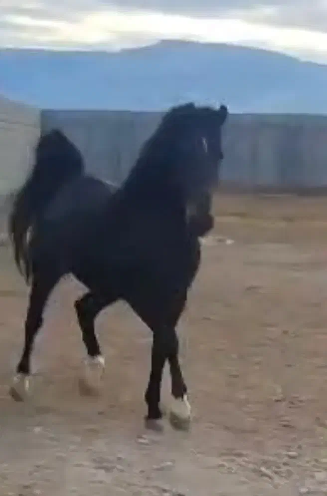 اسب نریان نژادکرد،پرخون ،رام وفرمان پذیر|اسب و تجهیزات اسبسواری|کرمانشاه, |دیوار