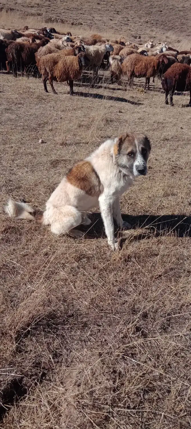 سگ سرابی نر|سگ|سراب, |دیوار