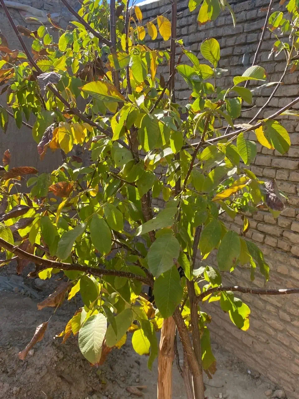 خانه ۳۰۰ متری|فروش خانه و ویلا|صالح آباد, |دیوار