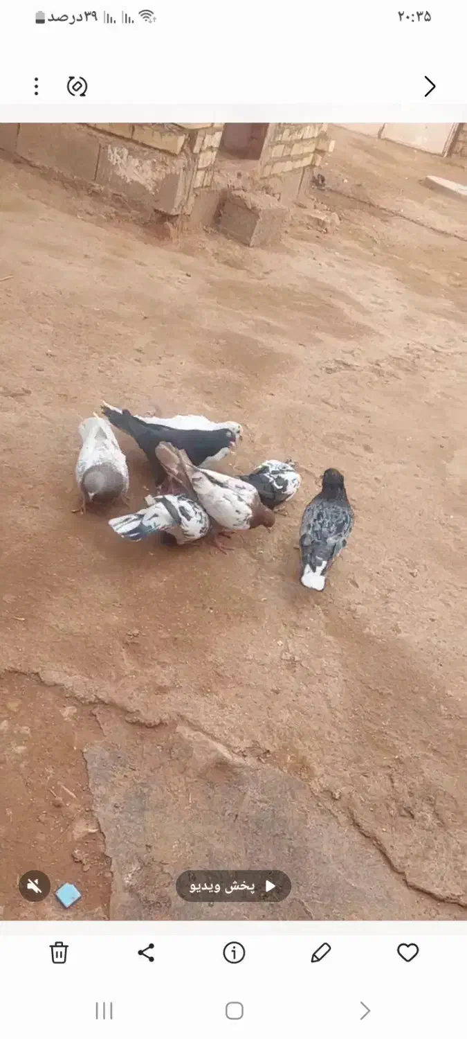 ۷عدد کبوتر|پرنده|شیروان (خراسان), |دیوار