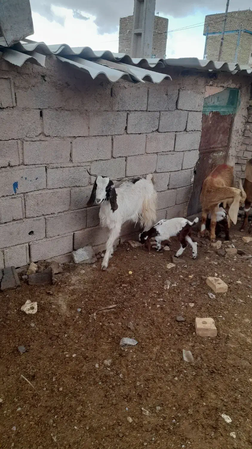 بز شیری|حیوانات مزرعه|تایباد, |دیوار