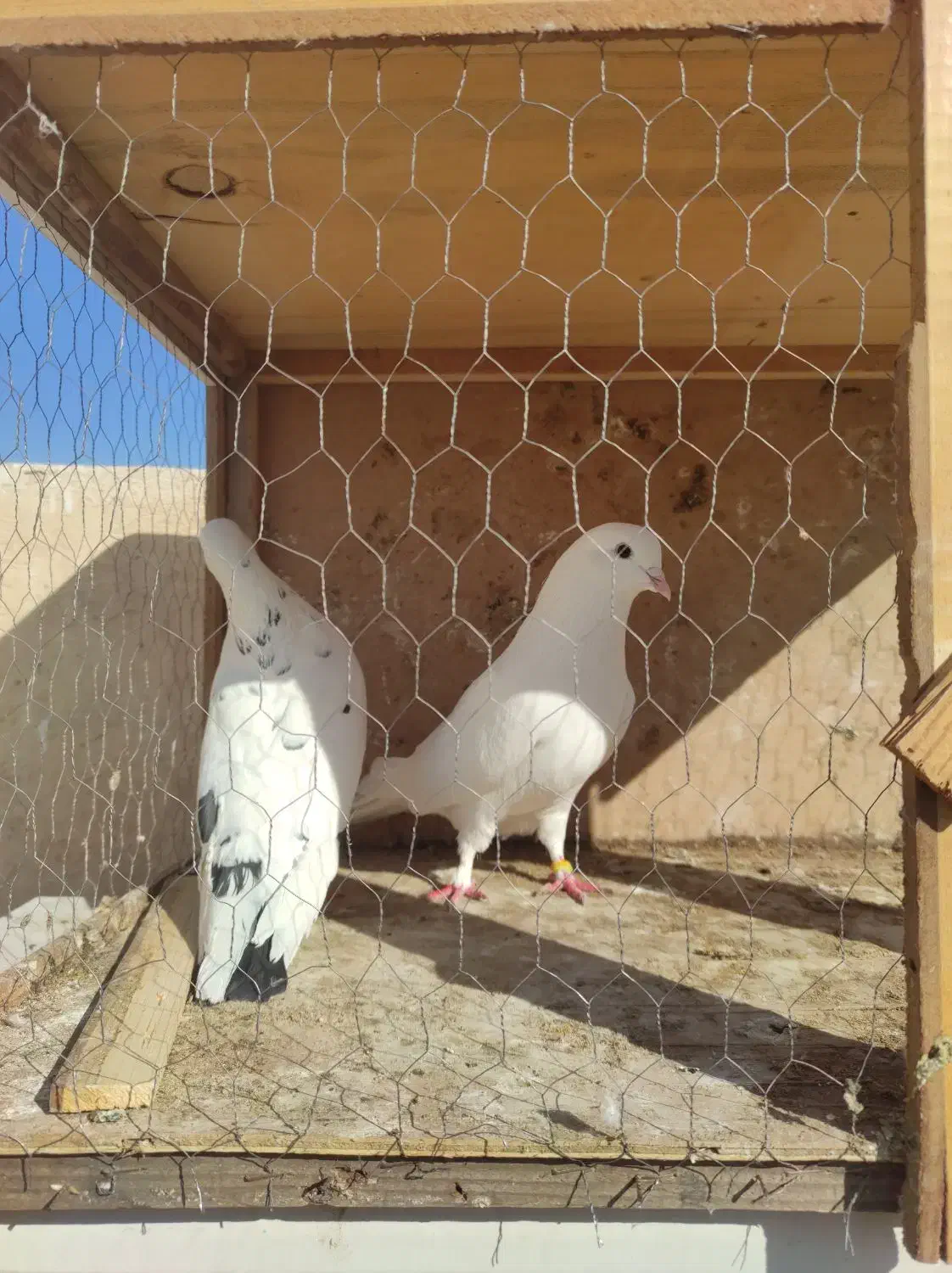 کبوتر فروشی|پرنده|قرچک, مهدیه|دیوار