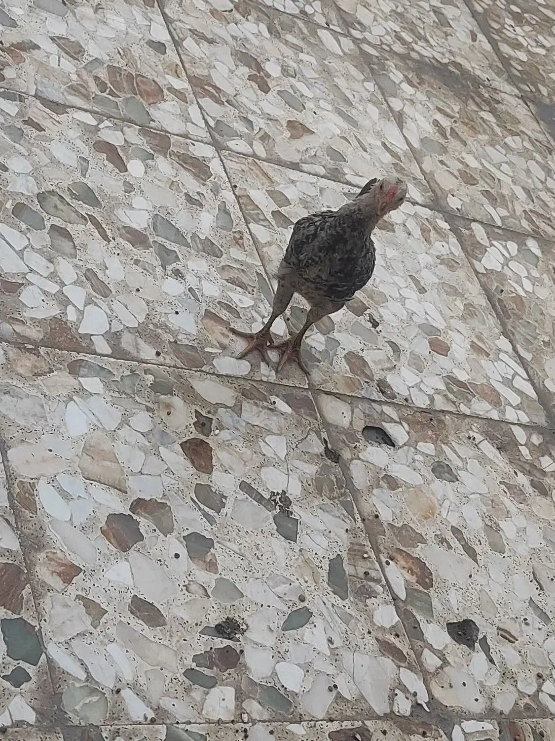 مرغ و خروس زینتی و لاری|حیوانات مزرعه|اهواز, کمپلو شمالی|دیوار