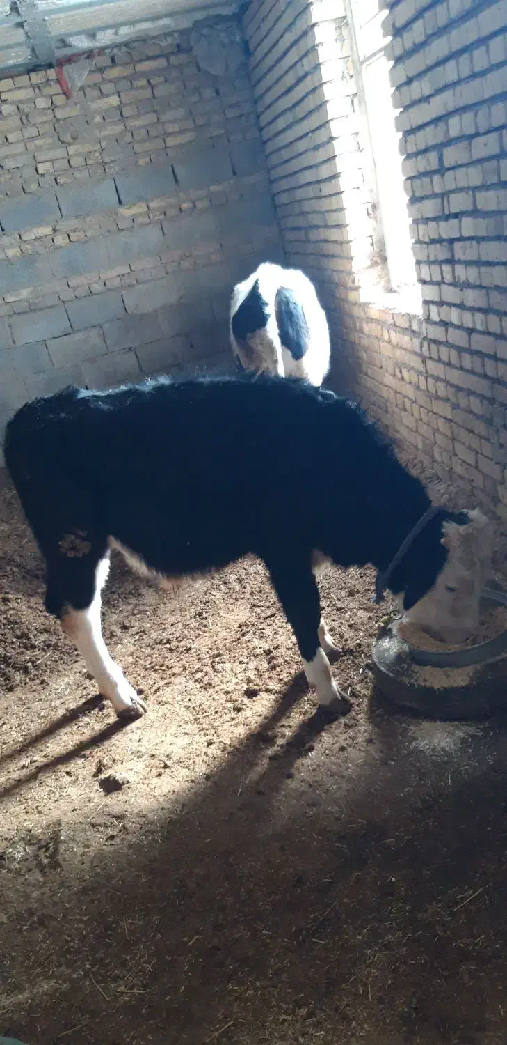 گوساله نر|حیوانات مزرعه|ماهیدشت, |دیوار