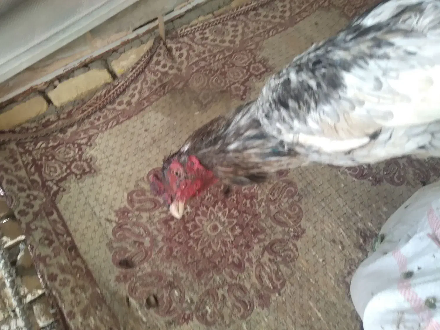 لاری نصل پاکستانی|حیوانات مزرعه|ری, حمزهآباد|دیوار