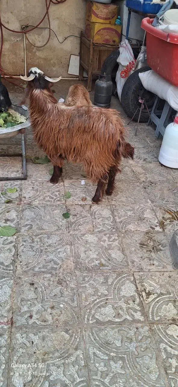 بزغاله مناسب|حیوانات مزرعه|بیرجند, |دیوار