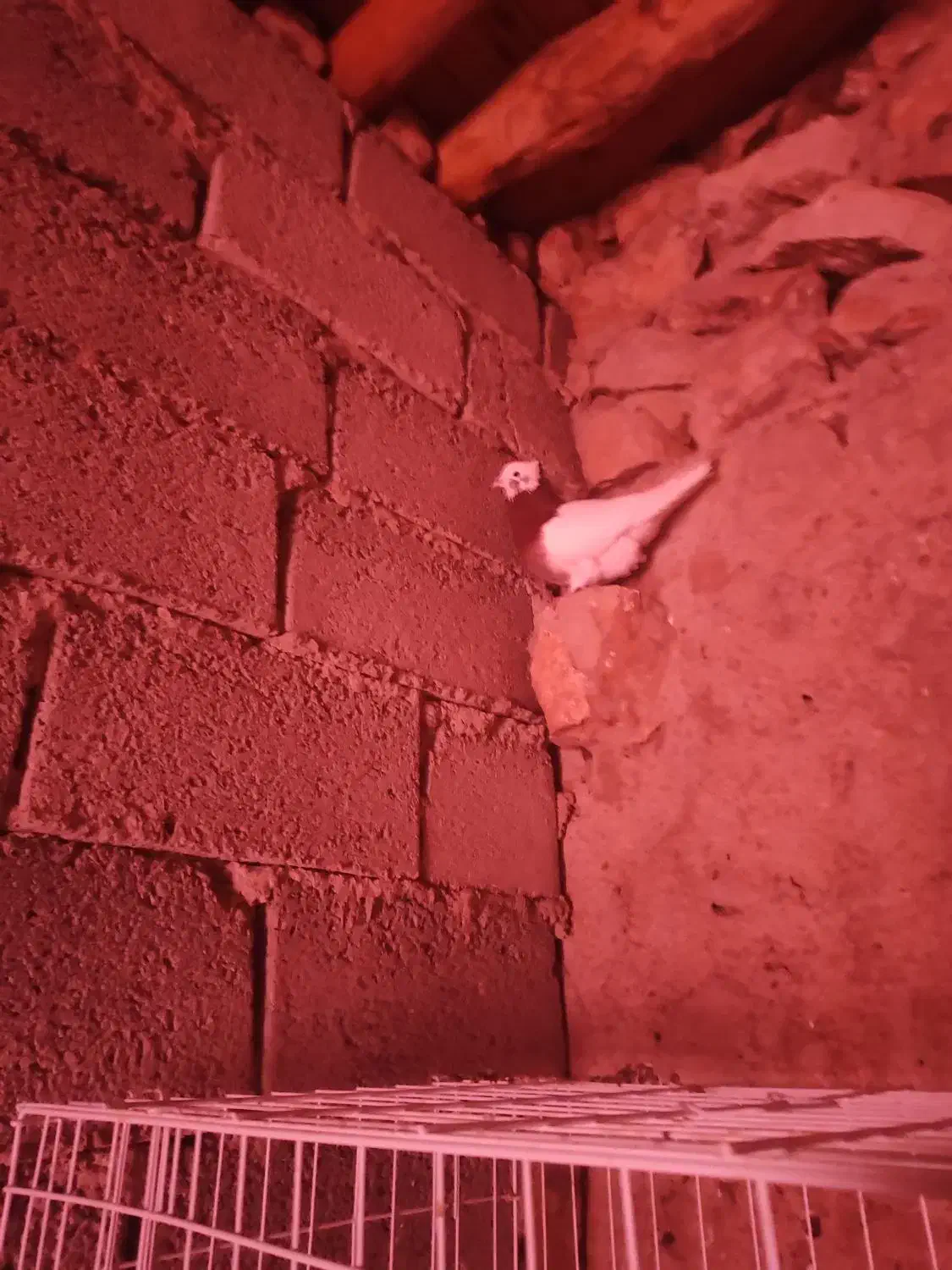 کبوتر طوقی|پرنده|سرپل ذهاب, |دیوار