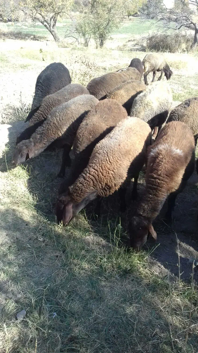 فروش بره نر افشار جنس خوب وبز اسرائیلی|حیوانات مزرعه|قیدار, |دیوار