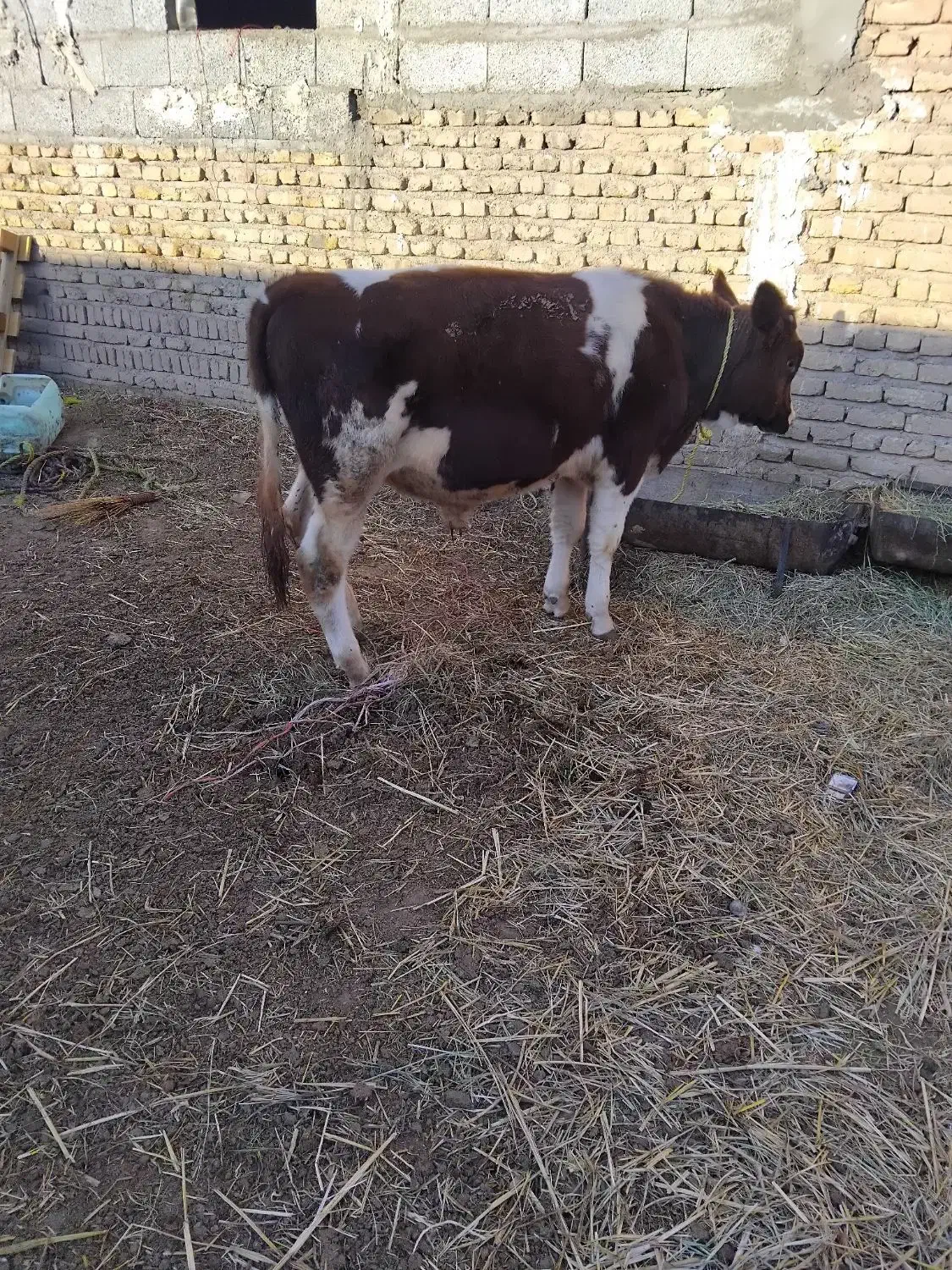 گوساله نر قرمز سیمنتال شرابی گاو|حیوانات مزرعه|تبریز, |دیوار