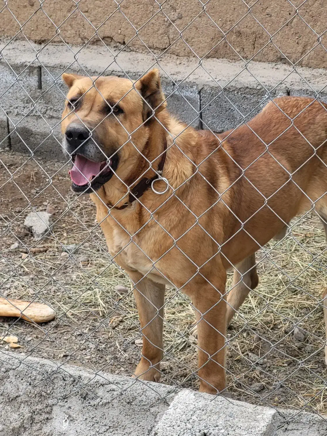 سگ سرابی|سگ|مرند, |دیوار