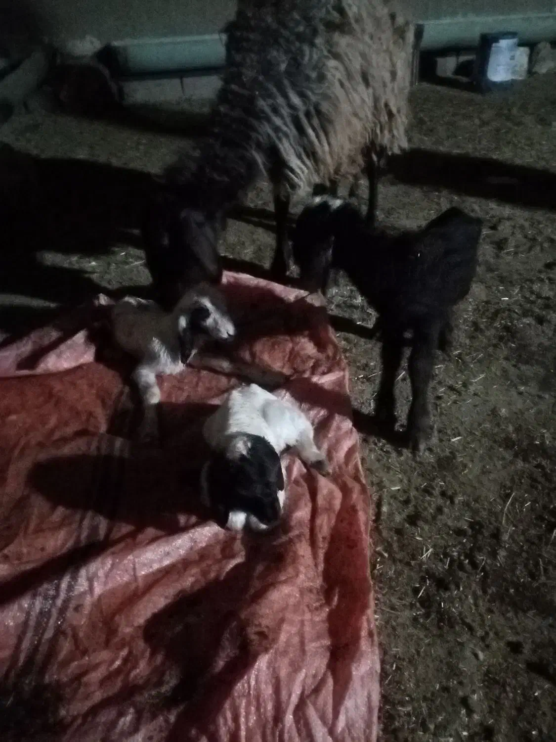 شیشک همو و هترو زیگوت آبستن|حیوانات مزرعه|ایلام, |دیوار