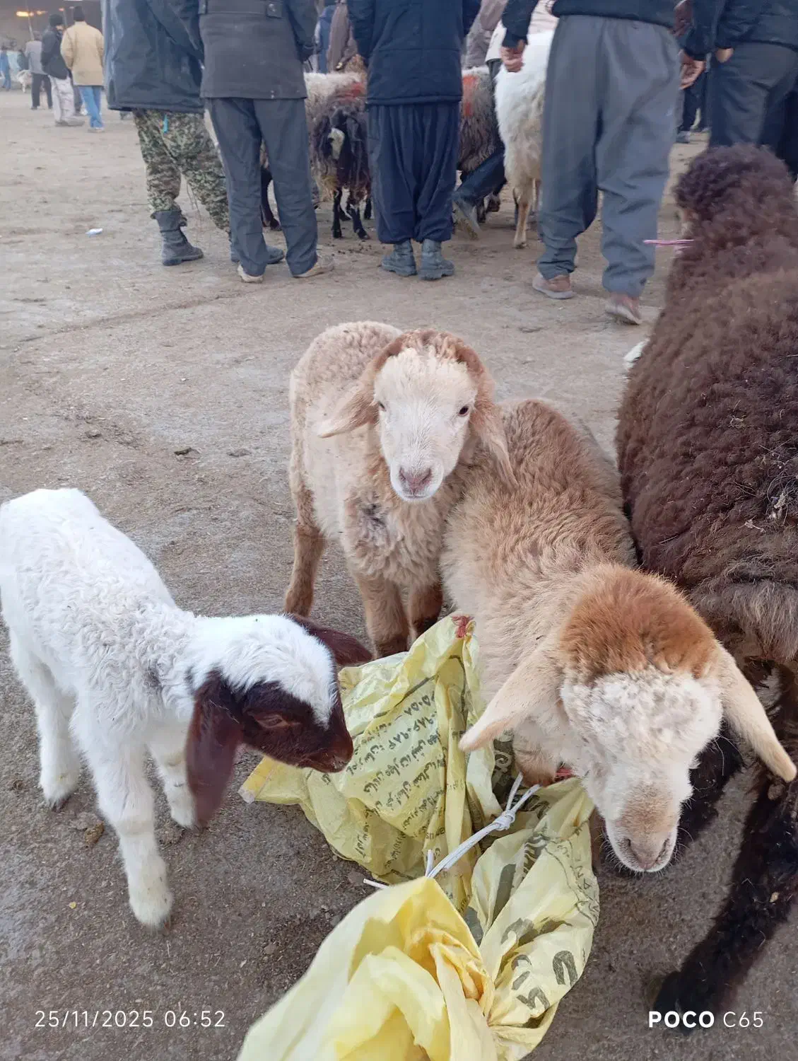 بره شیری ماده ویک نر|حیوانات مزرعه|بجنورد, |دیوار