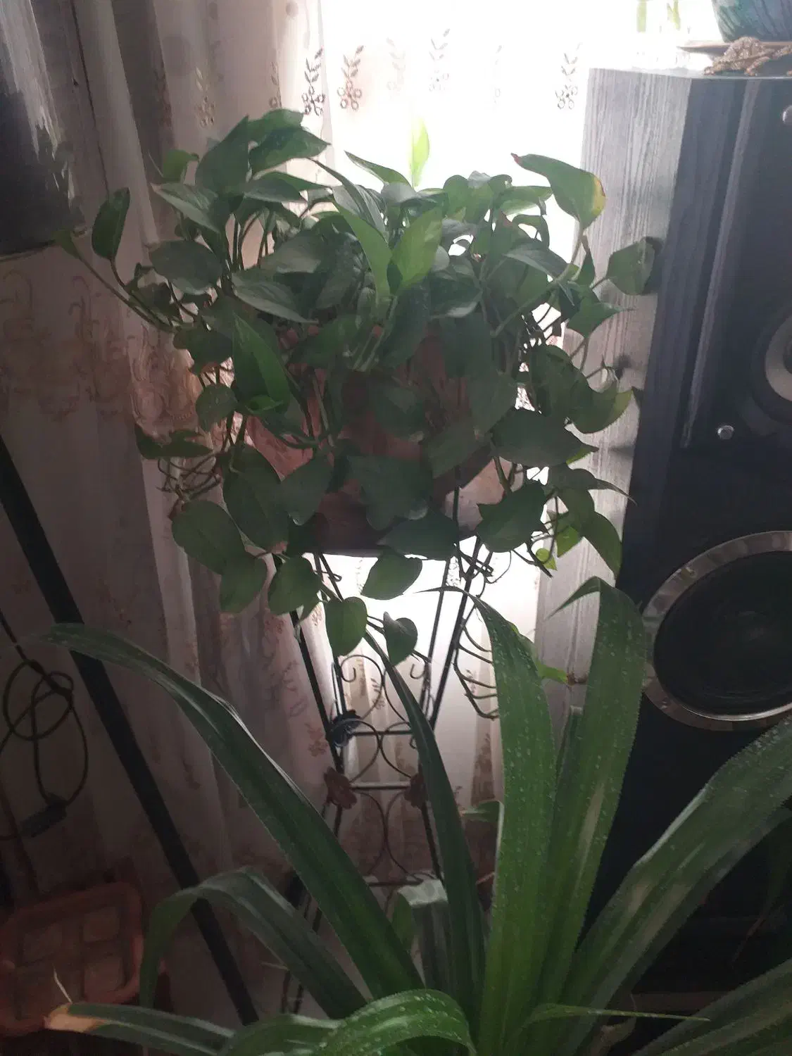 گل پتوس|گل و گیاه طبیعی|مشهد, خرمشهر|دیوار