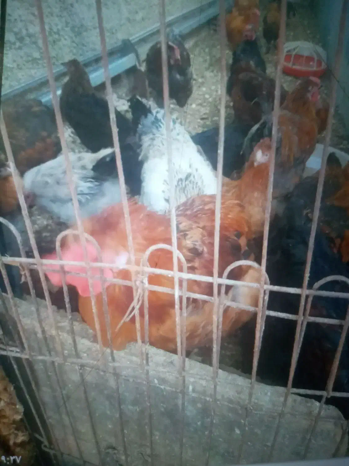 خروس محلی|حیوانات مزرعه|کلارآباد, |دیوار