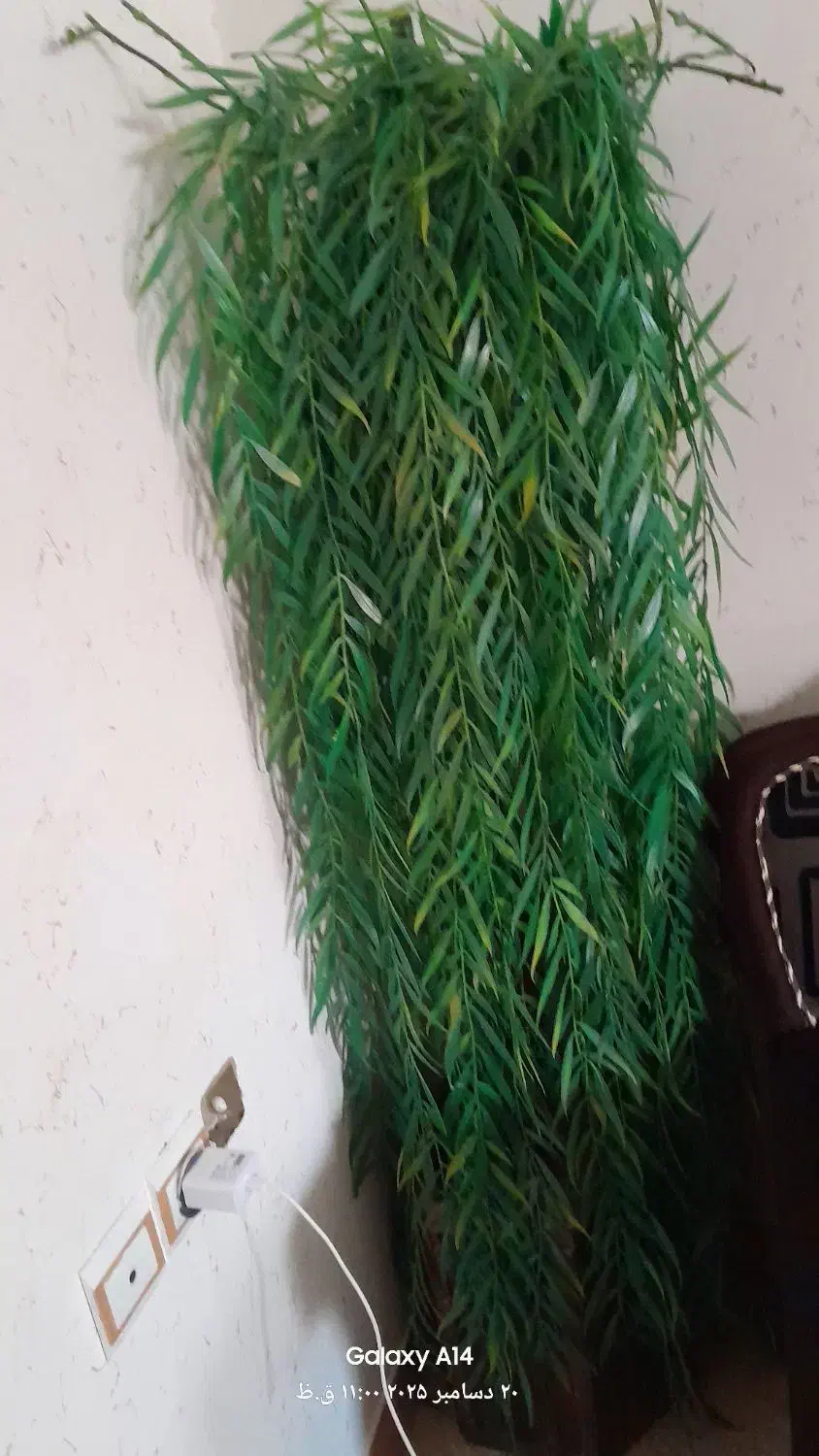 گل مصنوعی زیبا|گل مصنوعی|رشت, پاره بیجار|دیوار