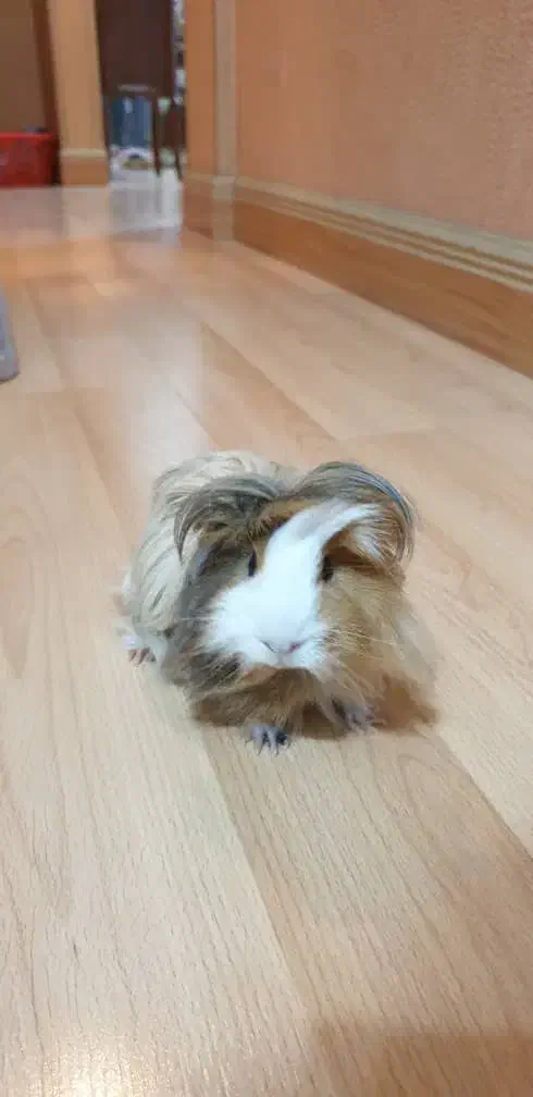 خوکچه هندی فشن مو بلند سنجابی قهوه ای|موش و خرگوش|اهواز, کیان اباد|دیوار