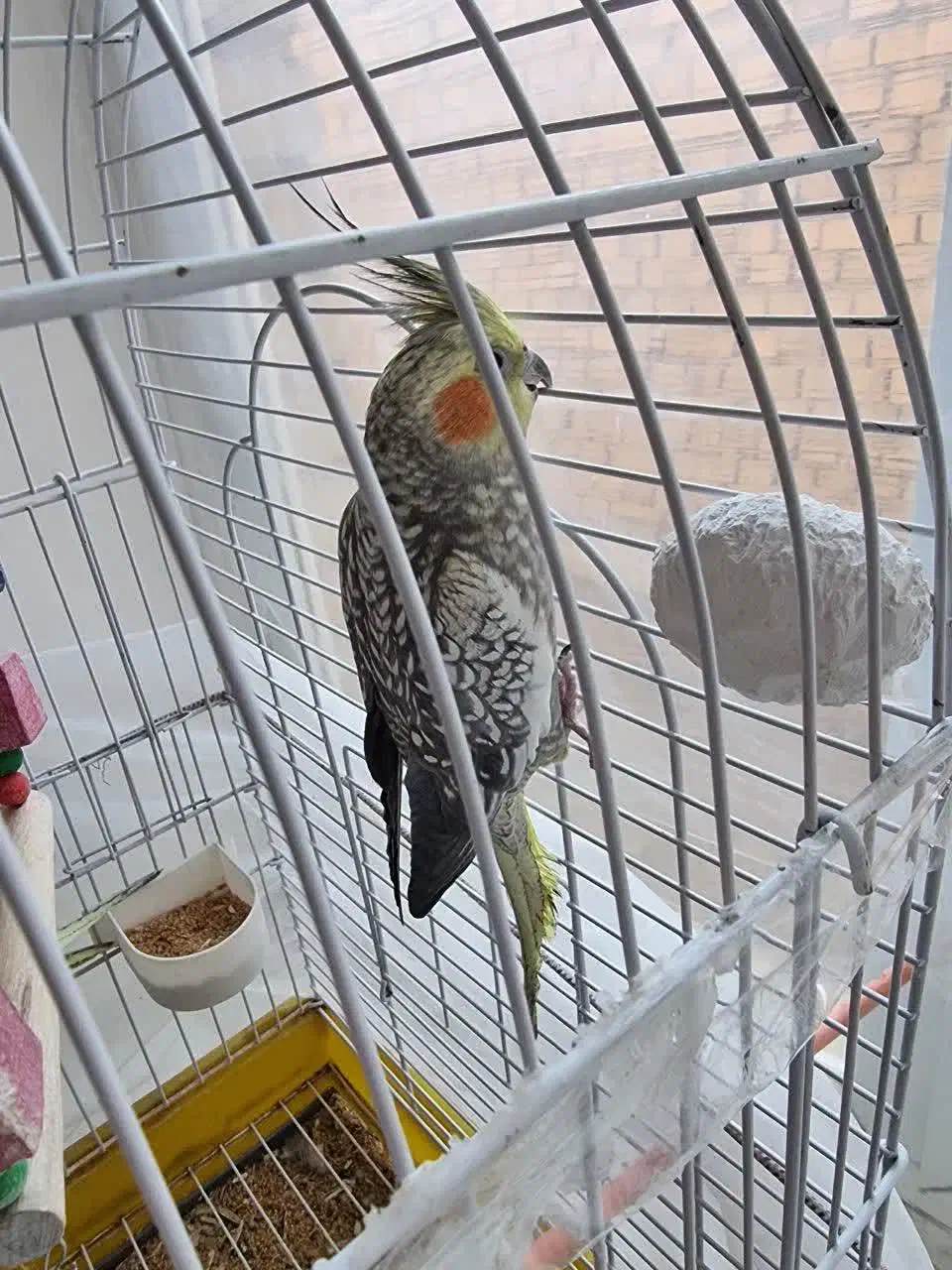 یک جفت عروس هلندی|پرنده|گلپایگان, |دیوار