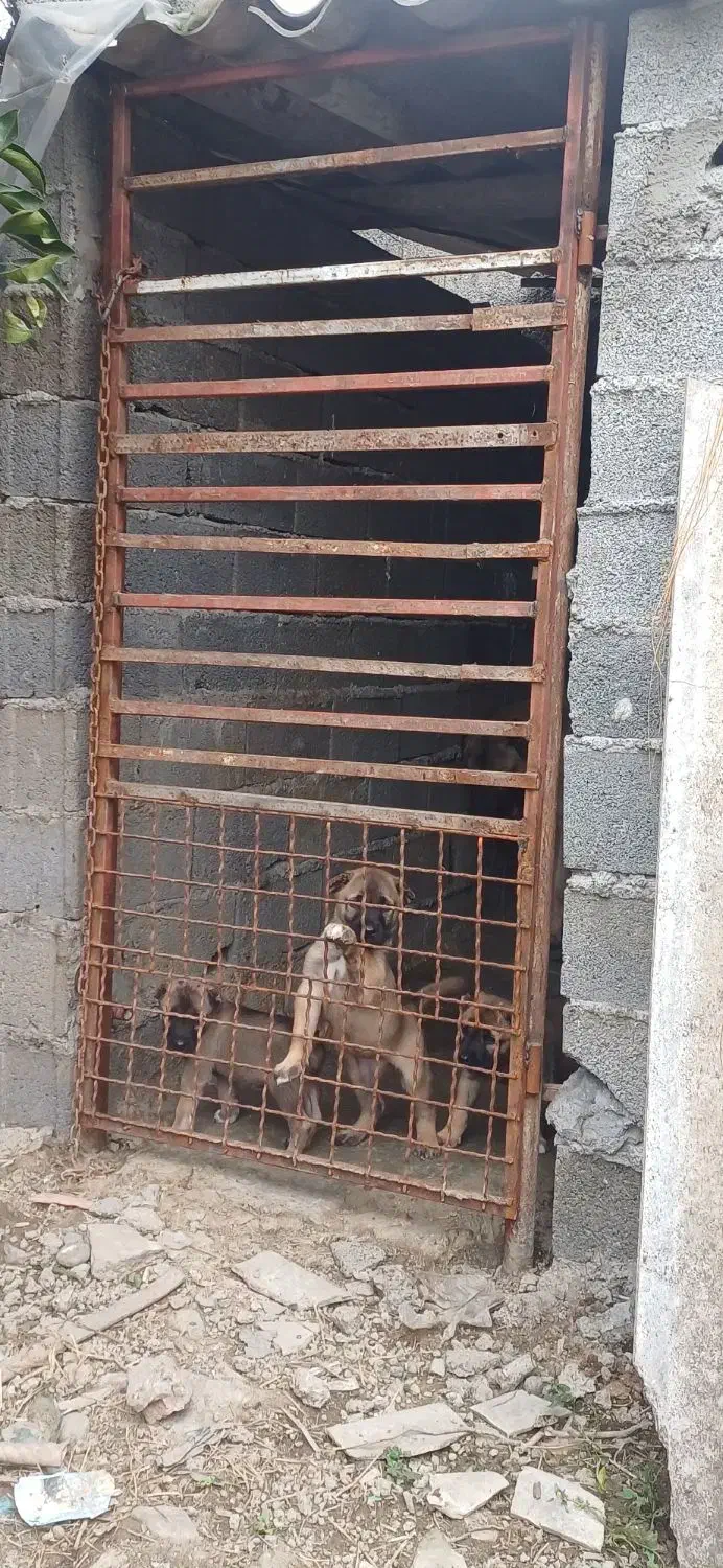 سگ سرابی|سگ|بابل, |دیوار