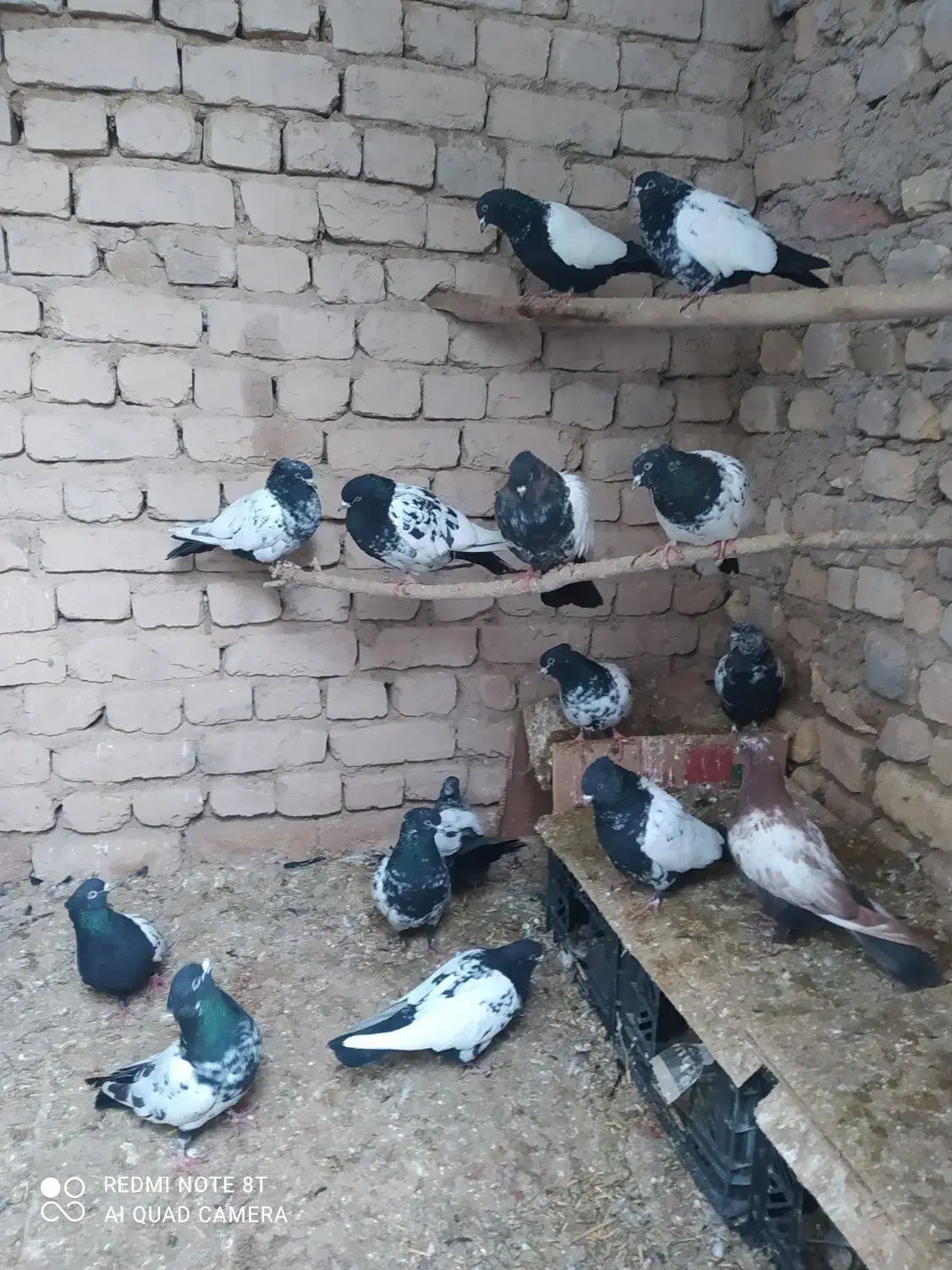 پرنده کبوتر|پرنده|رزن, |دیوار