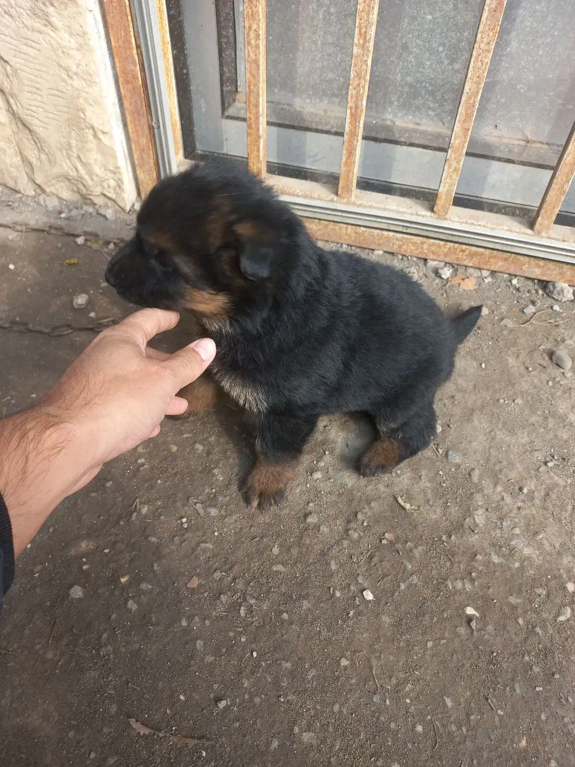 تپل از مادر اصیل|سگ|نوشهر, |دیوار