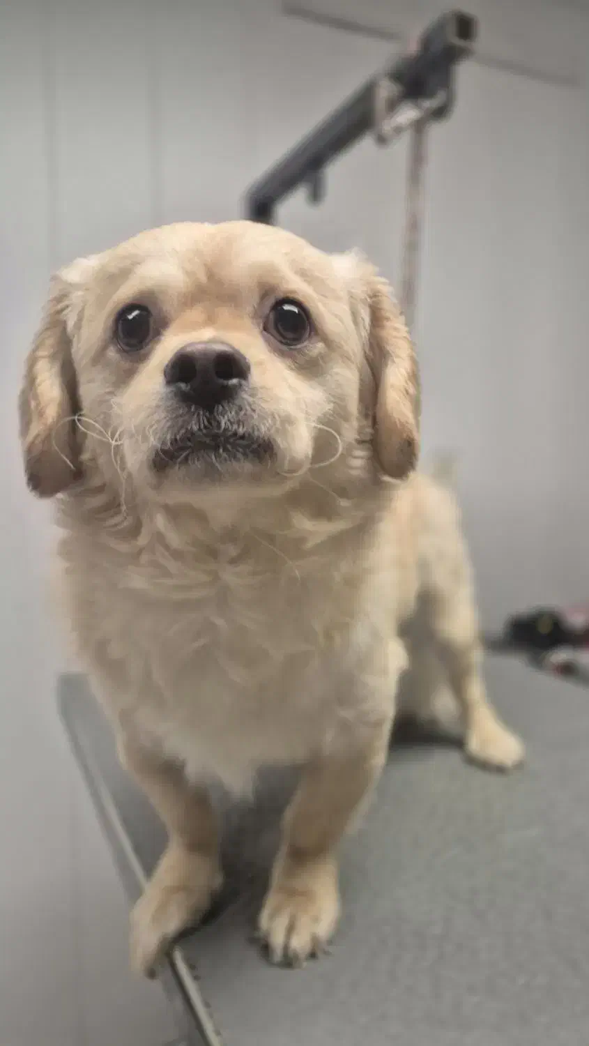 سگ ۲ ساله|سگ|تهران, جنتآباد مرکزی|دیوار