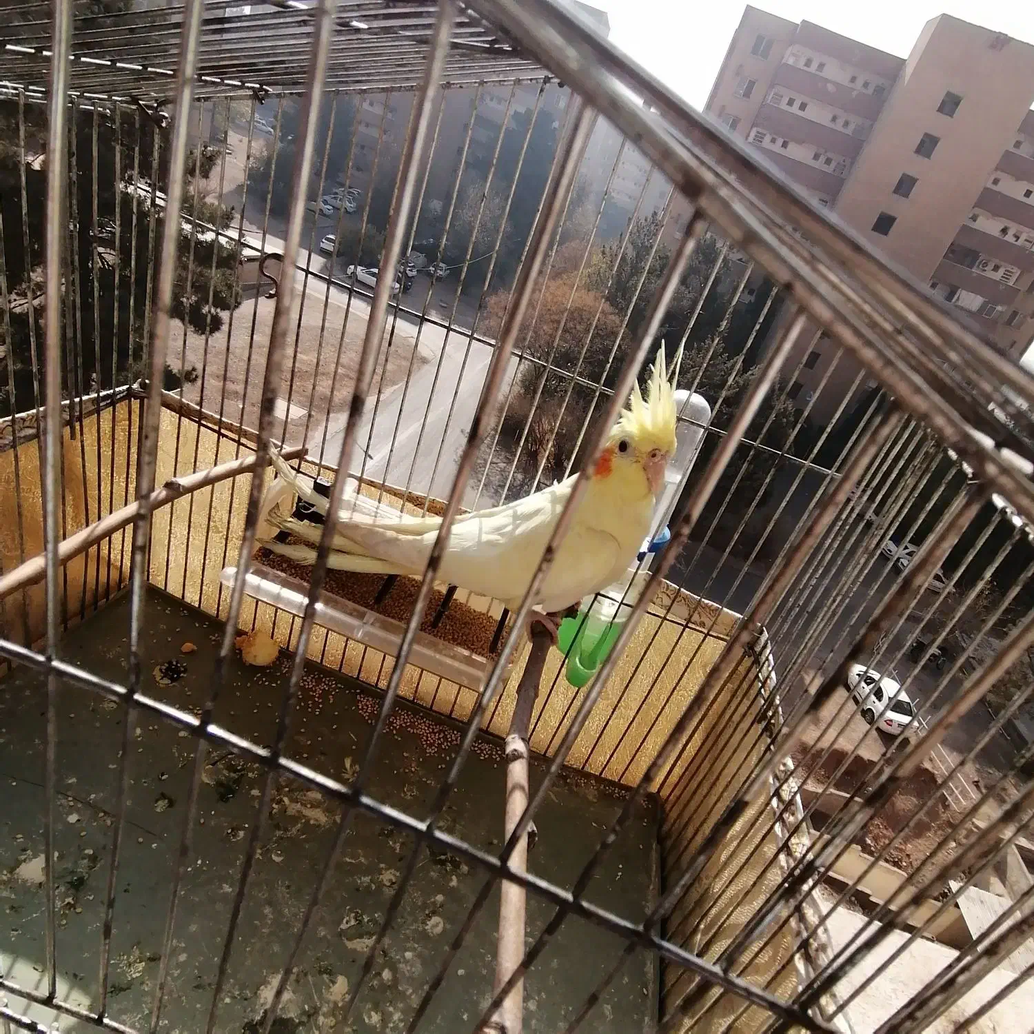 عروس هلندی لوتینو|پرنده|تهران, قصر فیروزه ۲|دیوار