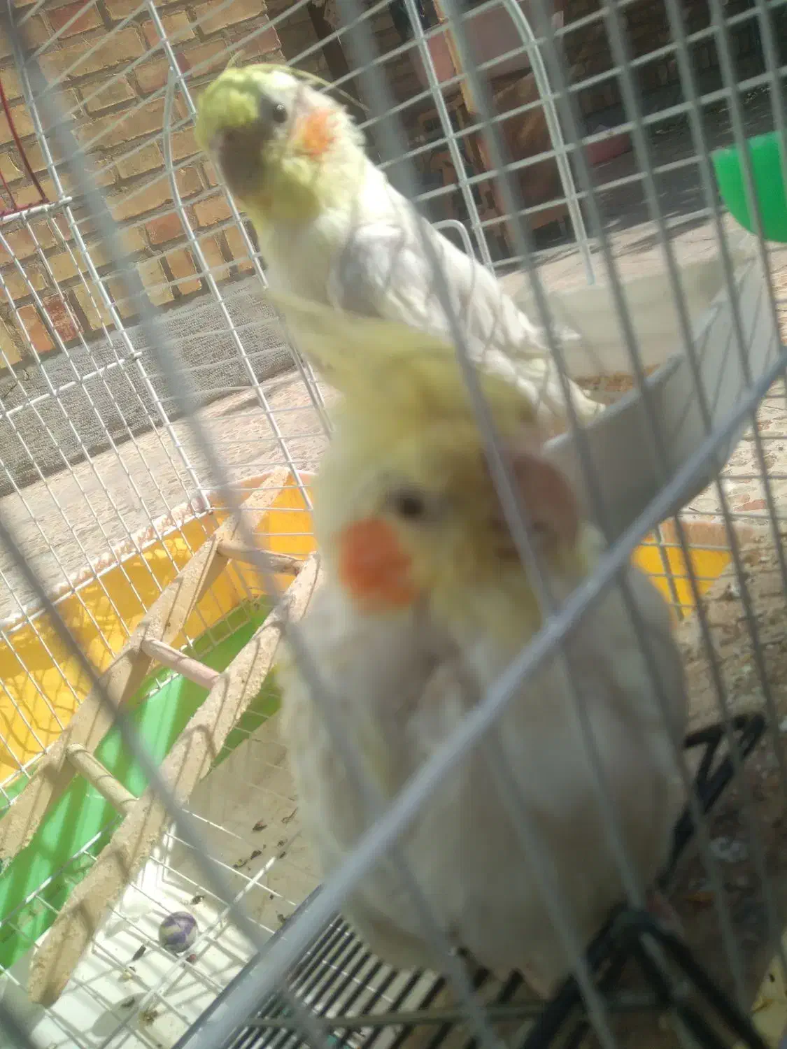 عروس هلندی|پرنده|ایذه, |دیوار