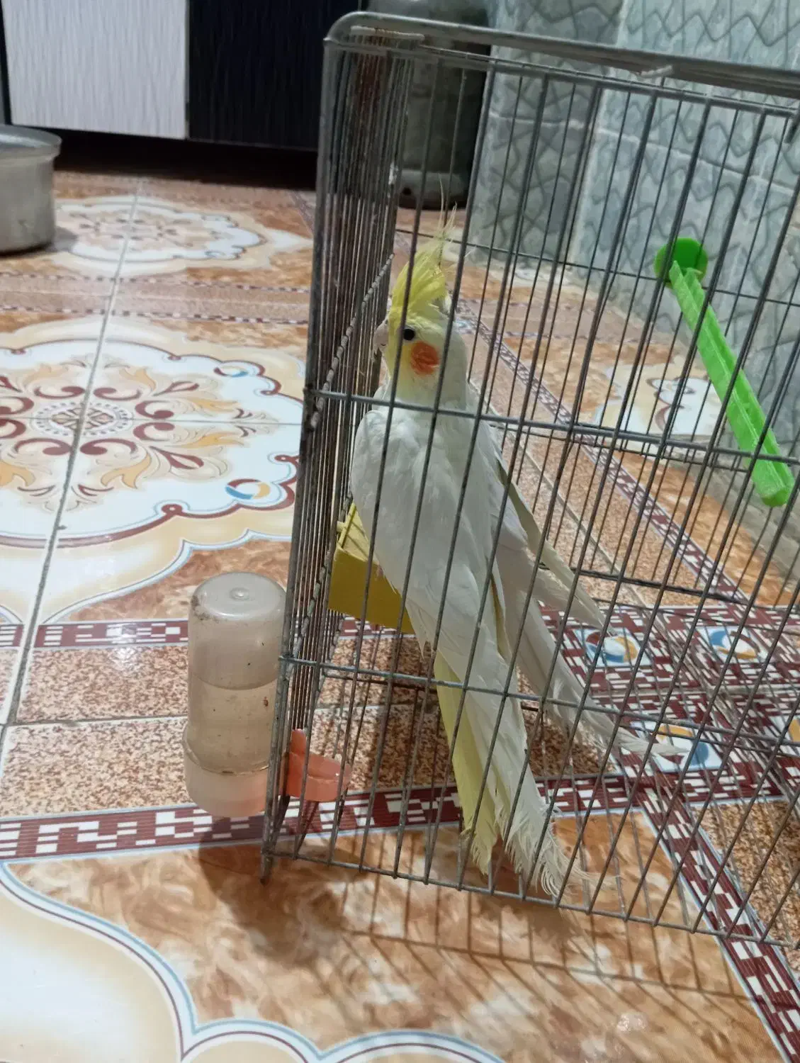 پرنده|پرنده|نیک شهر, |دیوار