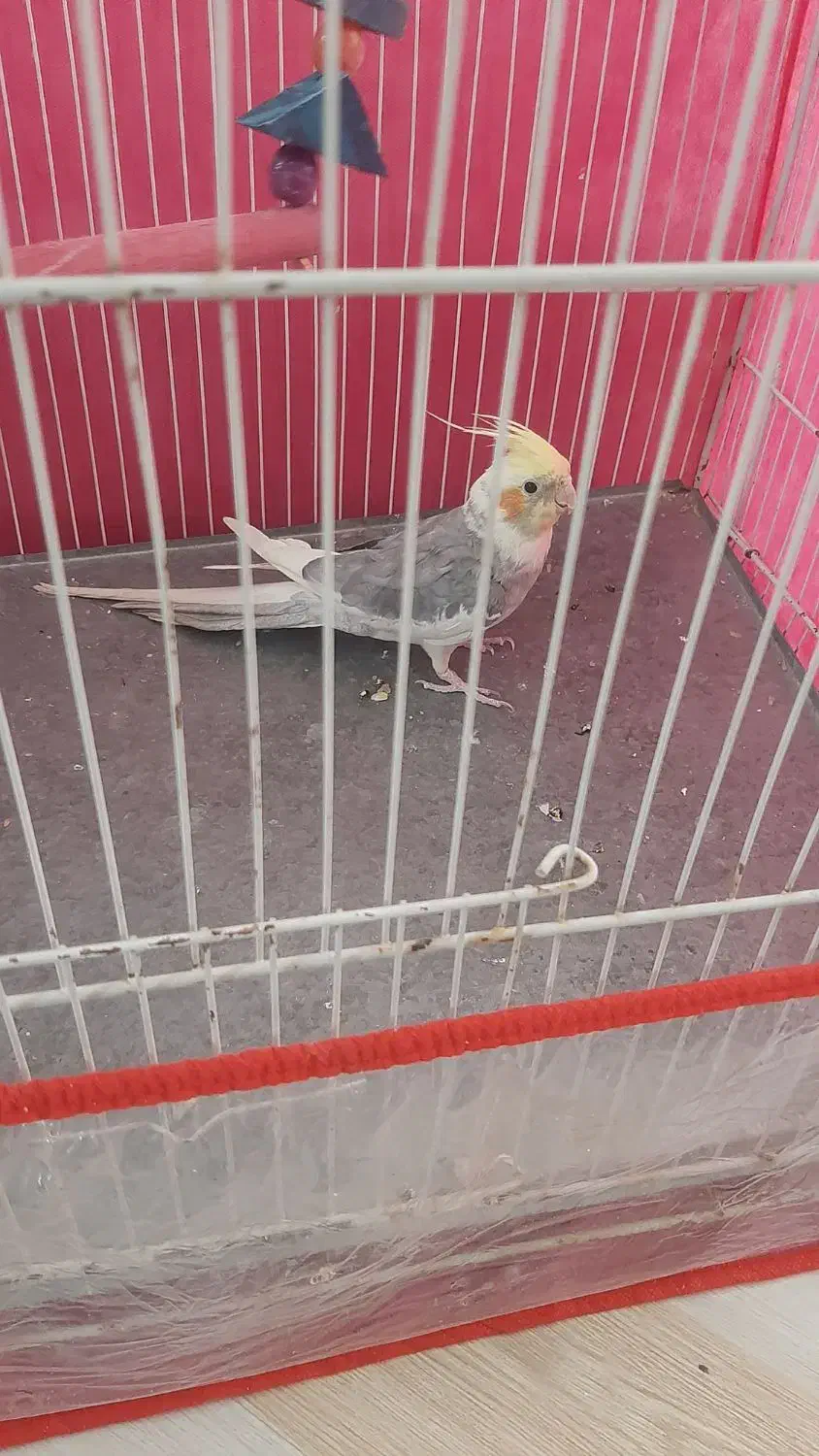 عروس هلندی|پرنده|سبزوار, قلعه‌نو دهزار|دیوار