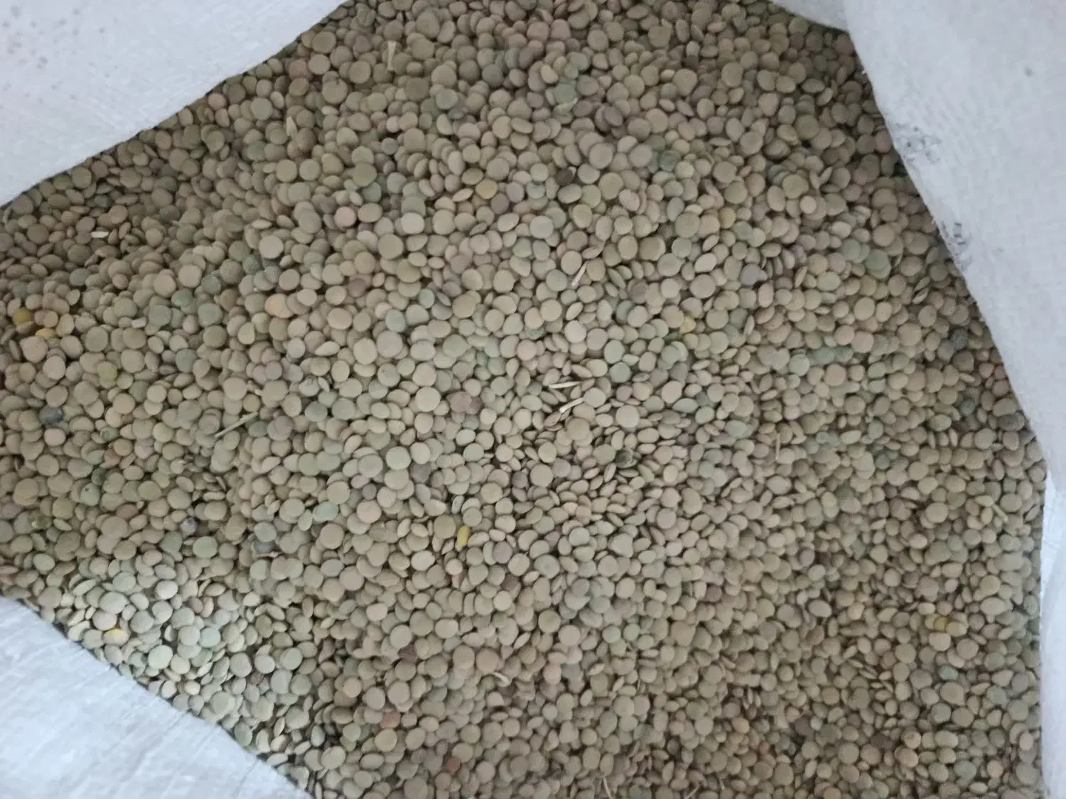 عدس|خدمات باغبانی و درختکاری|بزینه رود, |دیوار