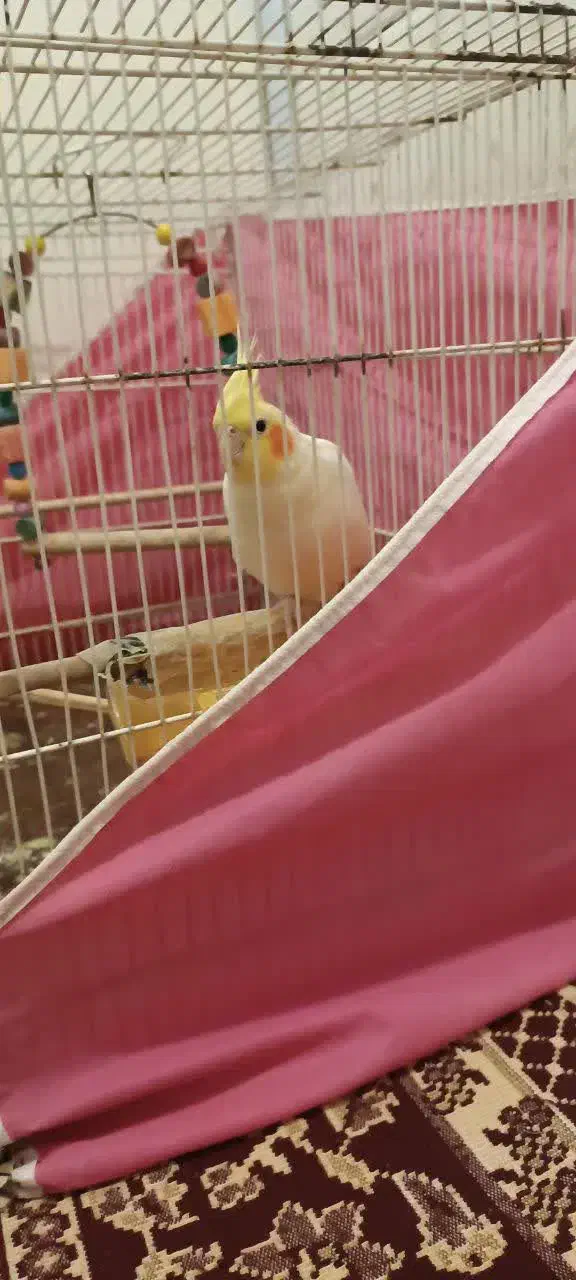 عروس هلندی|پرنده|مشهد, شهرک ابوذر|دیوار