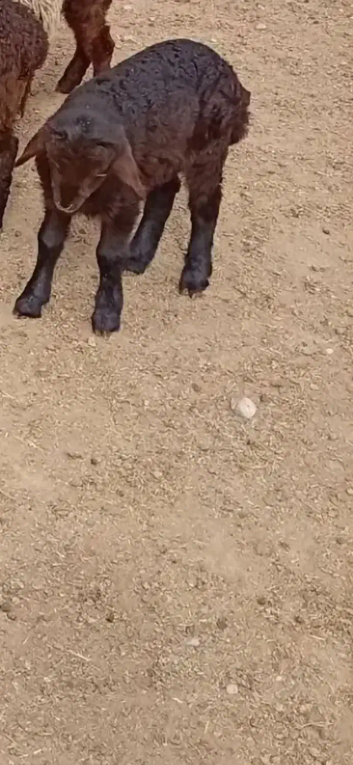 بره شیری|حیوانات مزرعه|زیرکوه, |دیوار