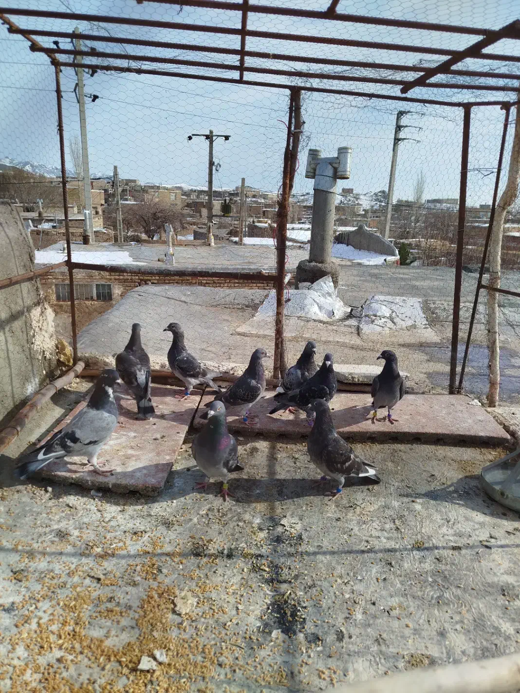 کقتر|پرنده|فریمان, |دیوار