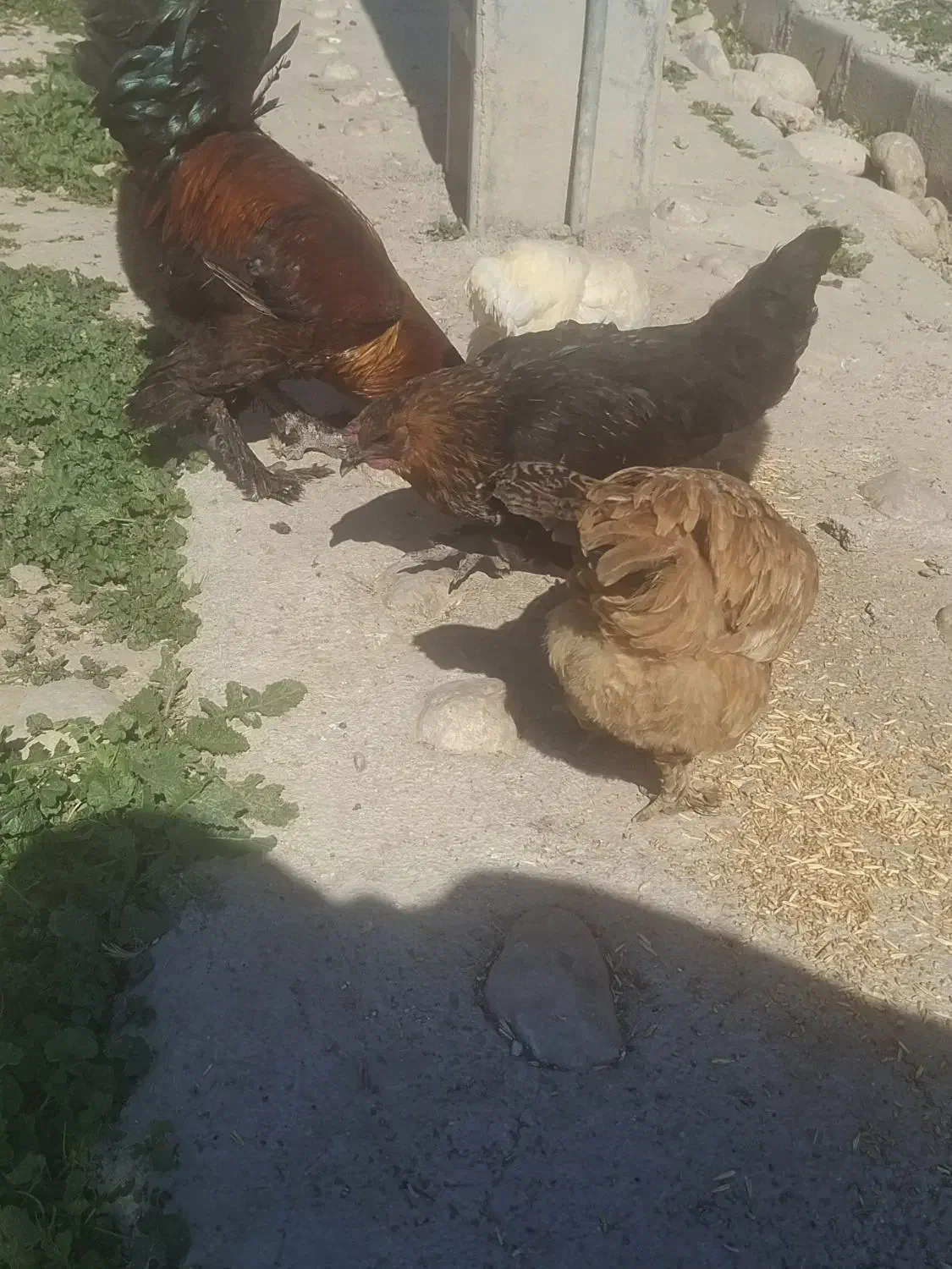 َمرغ مهلی|حیوانات مزرعه|دهدشت, |دیوار