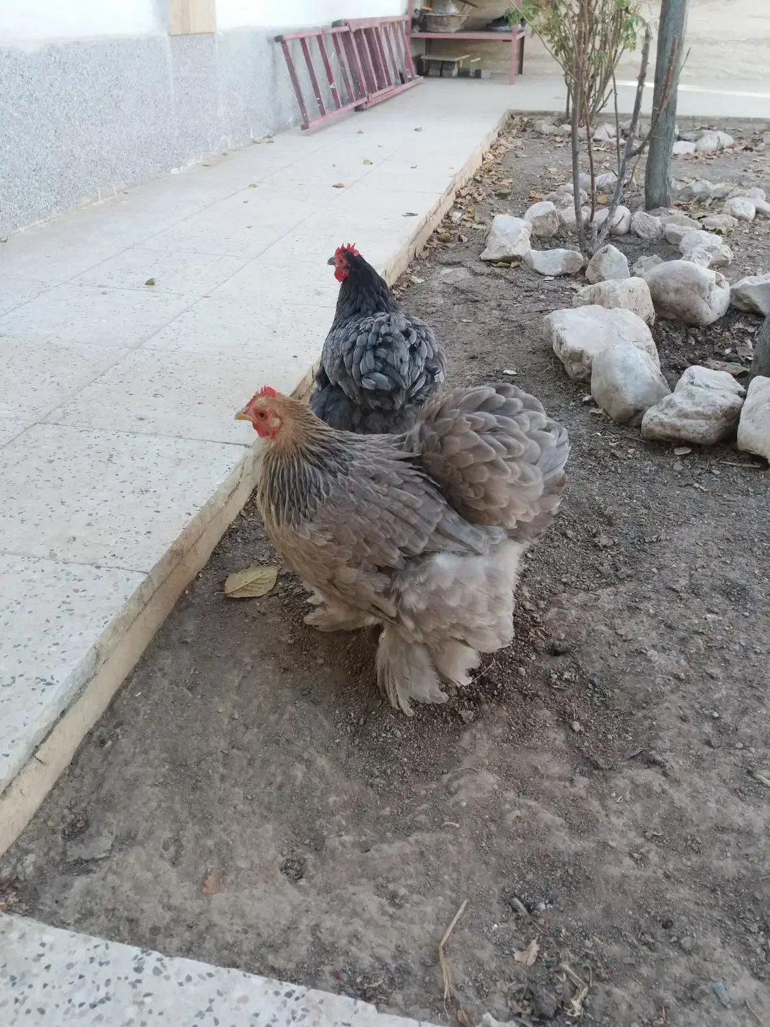 مرغ کوشین وگلین نژاد دار پرپا|حیوانات مزرعه|گلبهار, شهر جدید گلبهار|دیوار