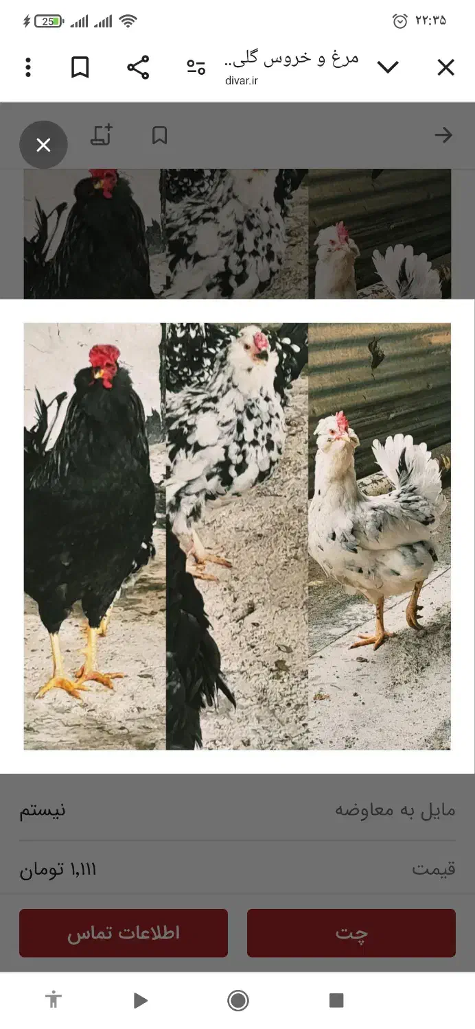 تخم مرغ و جوجه گلین|حیوانات مزرعه|مرودشت, پشت سایپا|دیوار