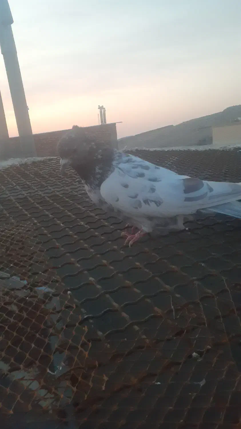 کفتر|پرنده|اسکو, |دیوار