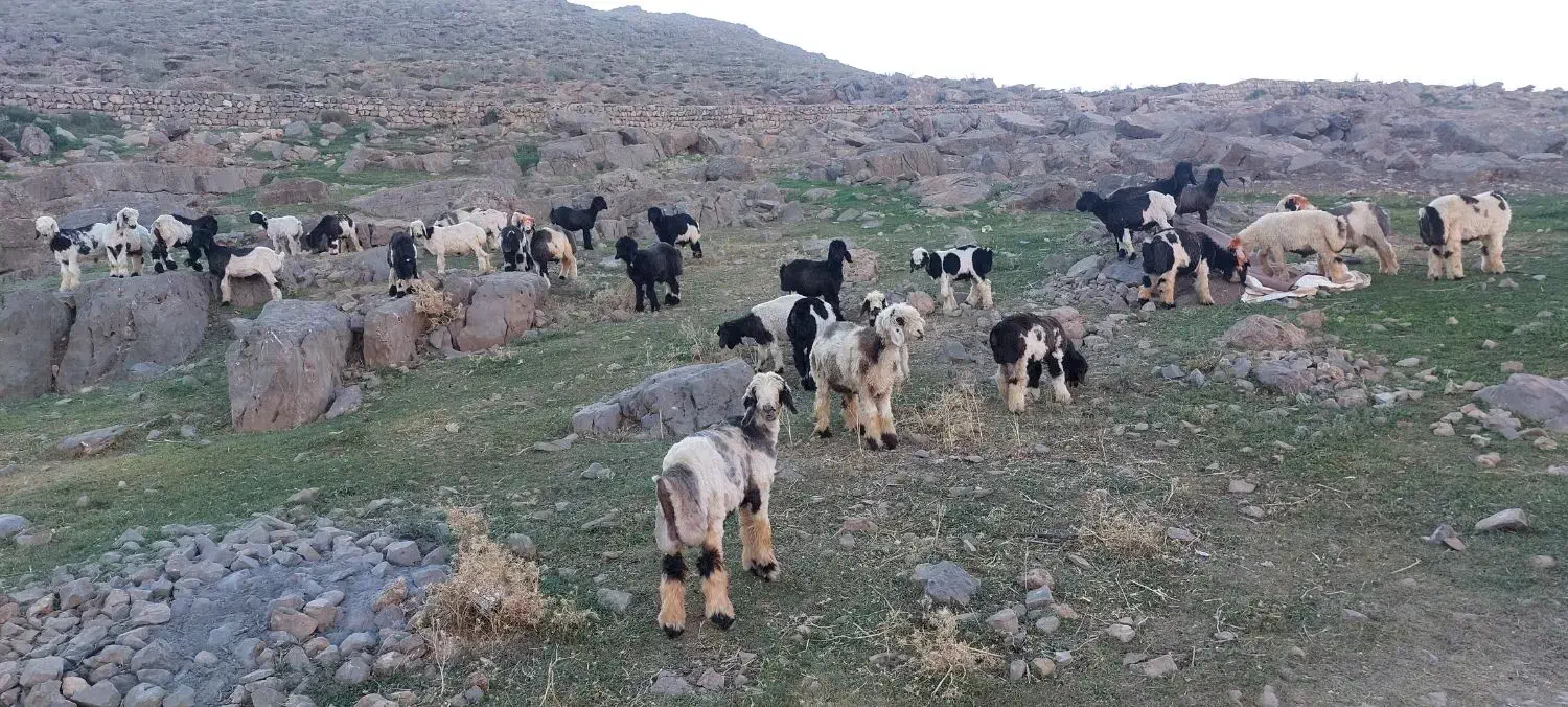 تعدادی بره نره چاق مست  بره ایلاقی بفروش میرسد|حیوانات مزرعه|لالی, |دیوار