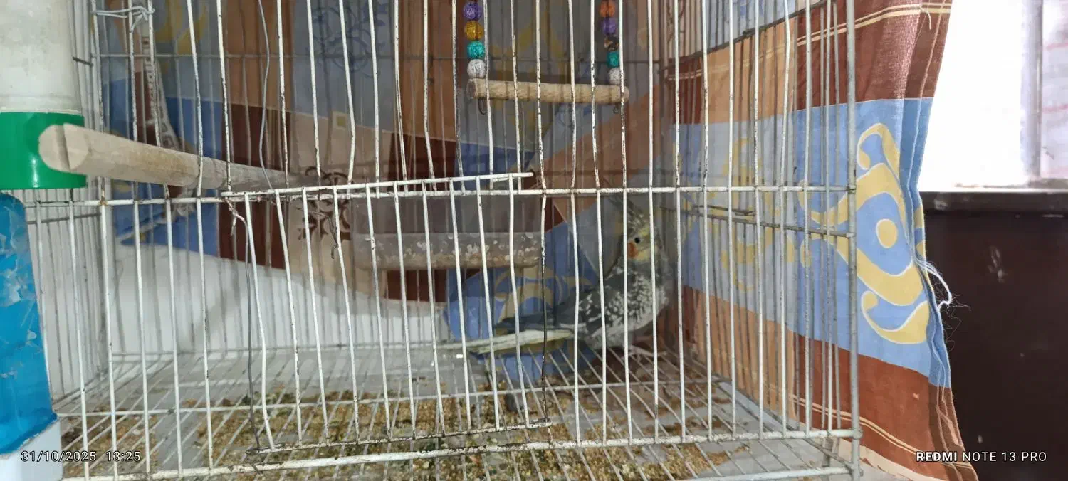 عروس هلندی نر ماده و ماده تک|پرنده|مشهد, شهید معقول|دیوار