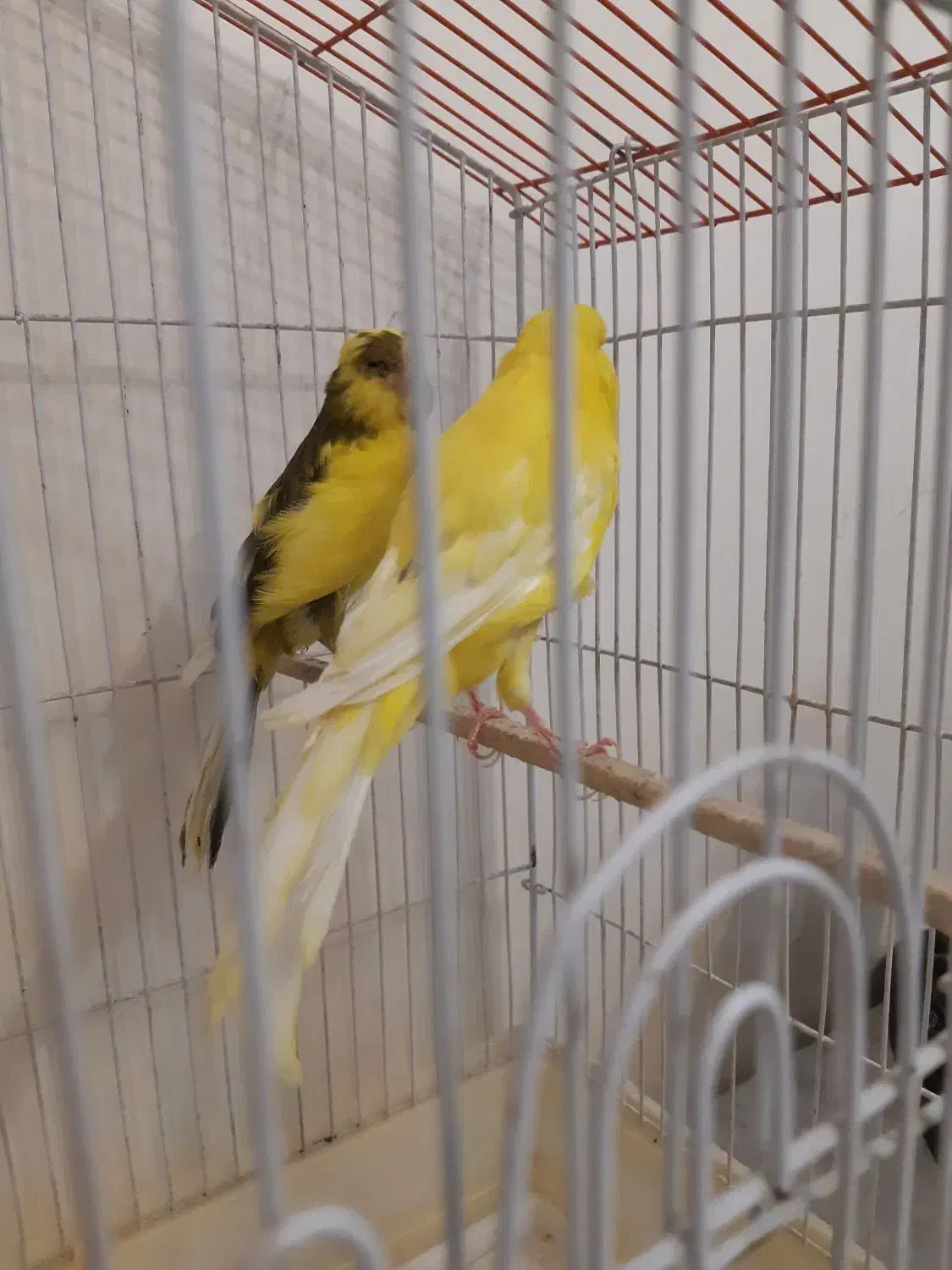 جفت قناری رسمی بلند|پرنده|تهران, حشمتیه|دیوار