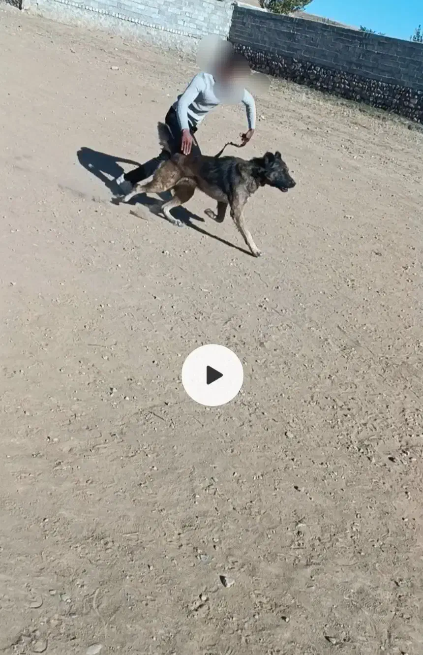 سگ سرابی|سگ|بستان آباد, |دیوار