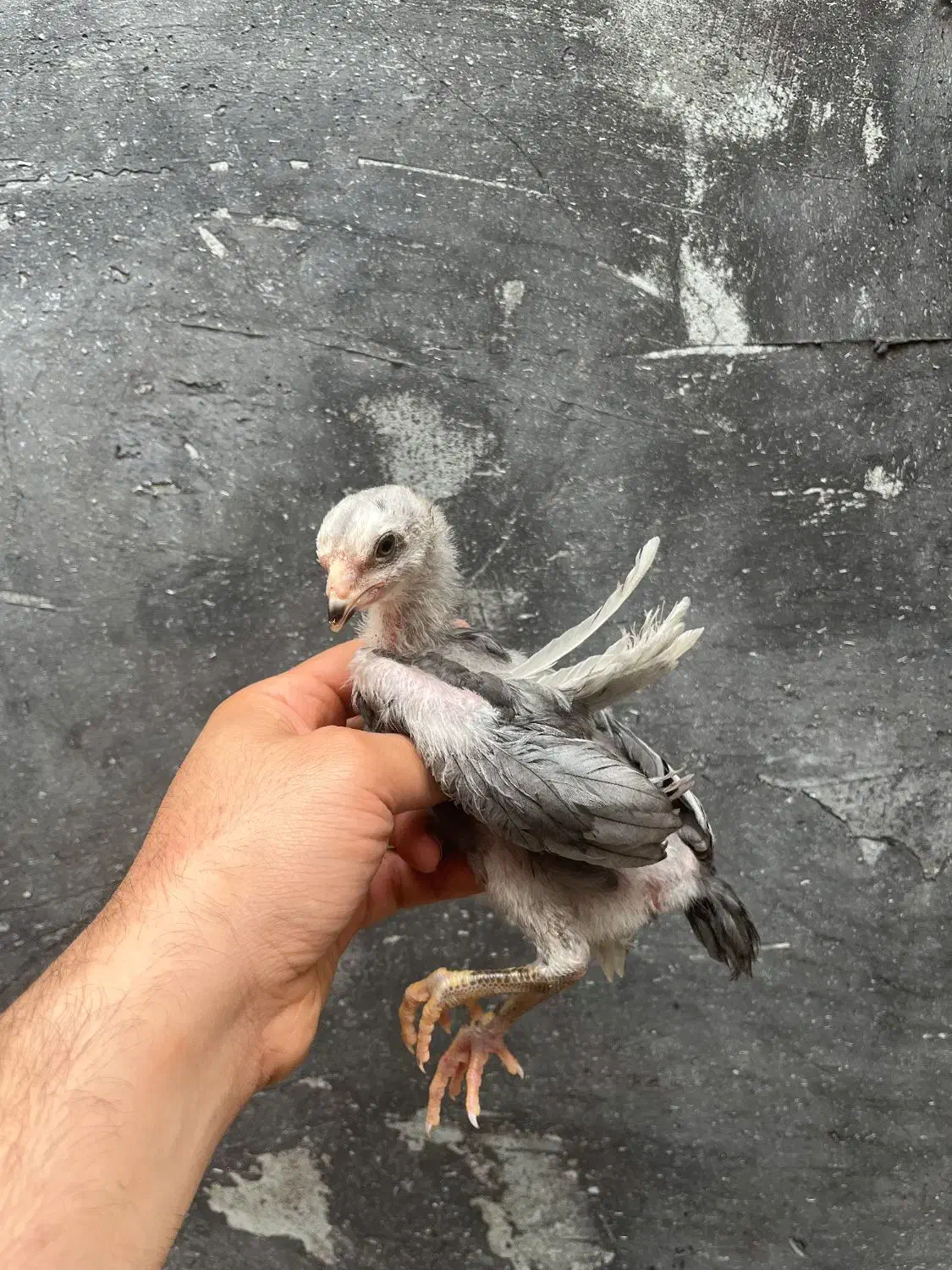 لاری طوسی پر مرغی اصل|حیوانات مزرعه|رشت, فرزانه|دیوار