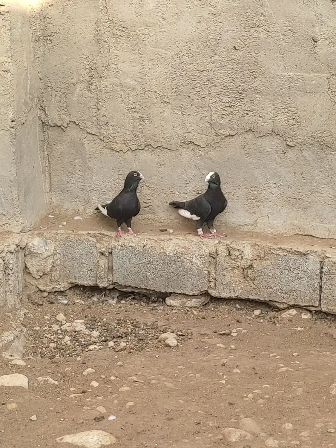 کبوتر حبشی|پرنده|بهبهان, |دیوار