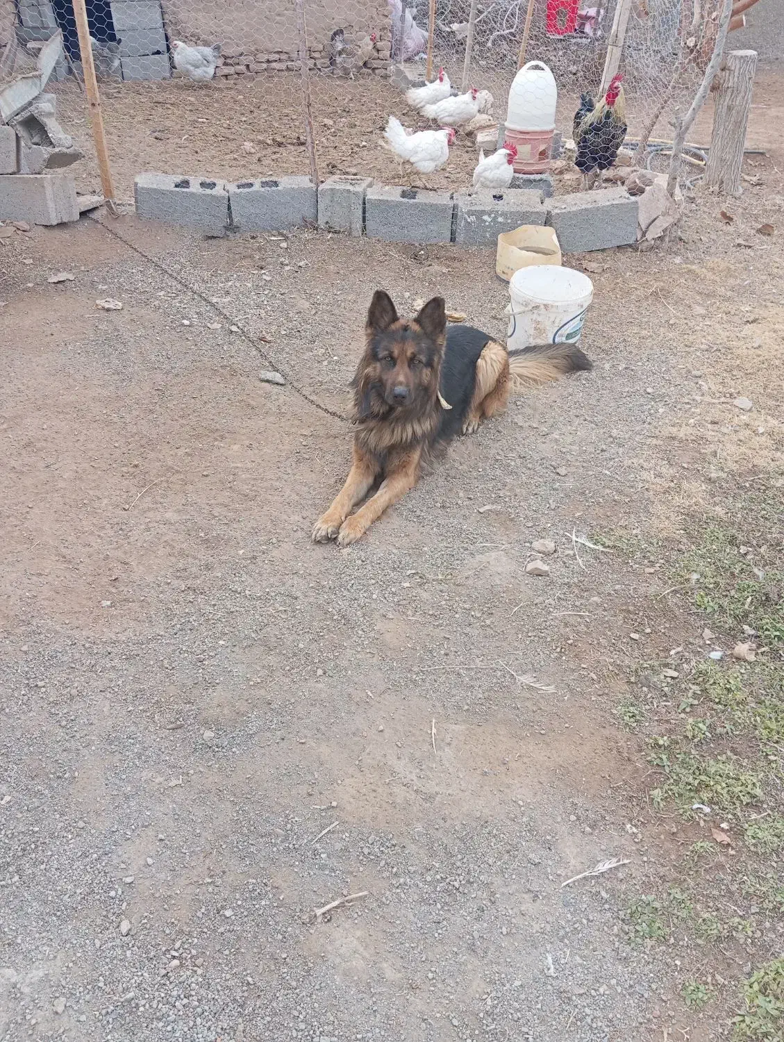 سگ گله|سگ|هلالی, |دیوار