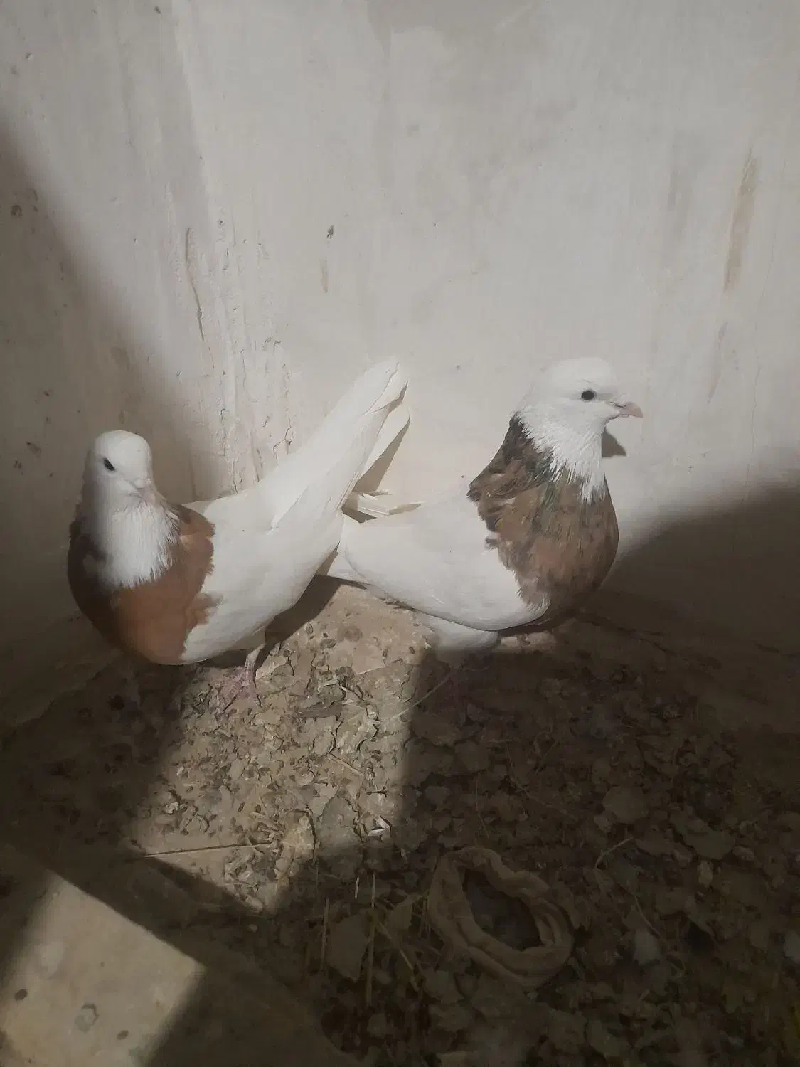 طوقی زردخالدار|پرنده|لالجین, |دیوار