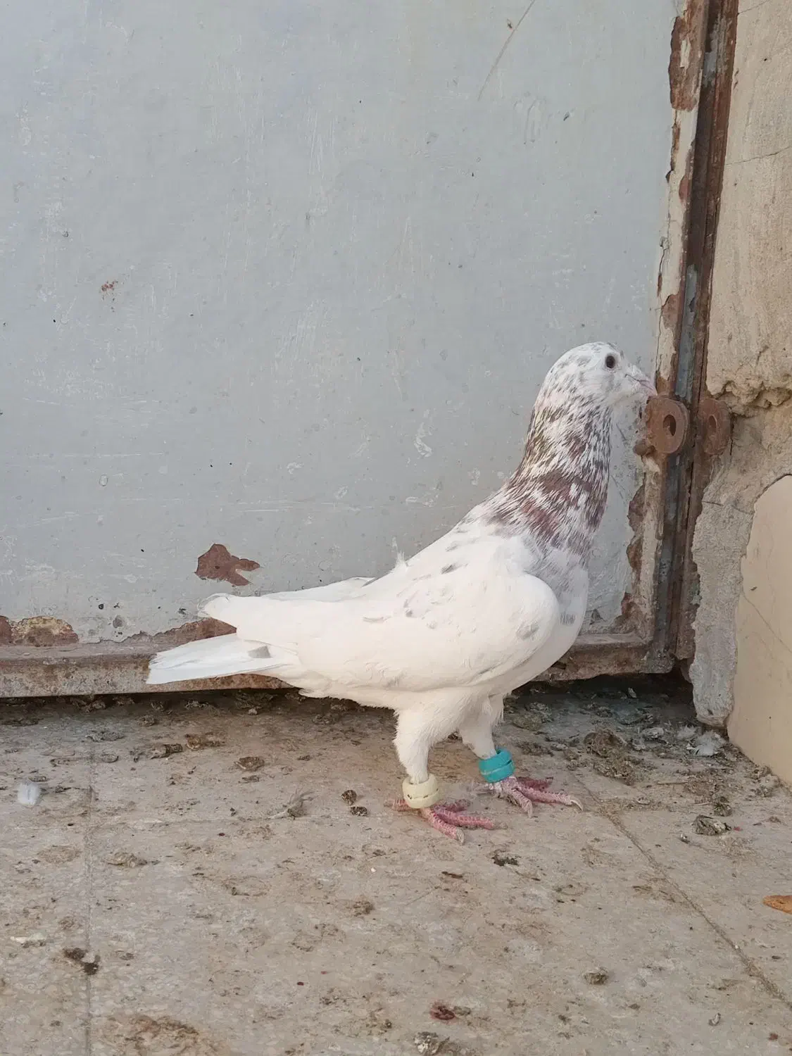 کفترپرشی|پرنده|اسفراین, |دیوار