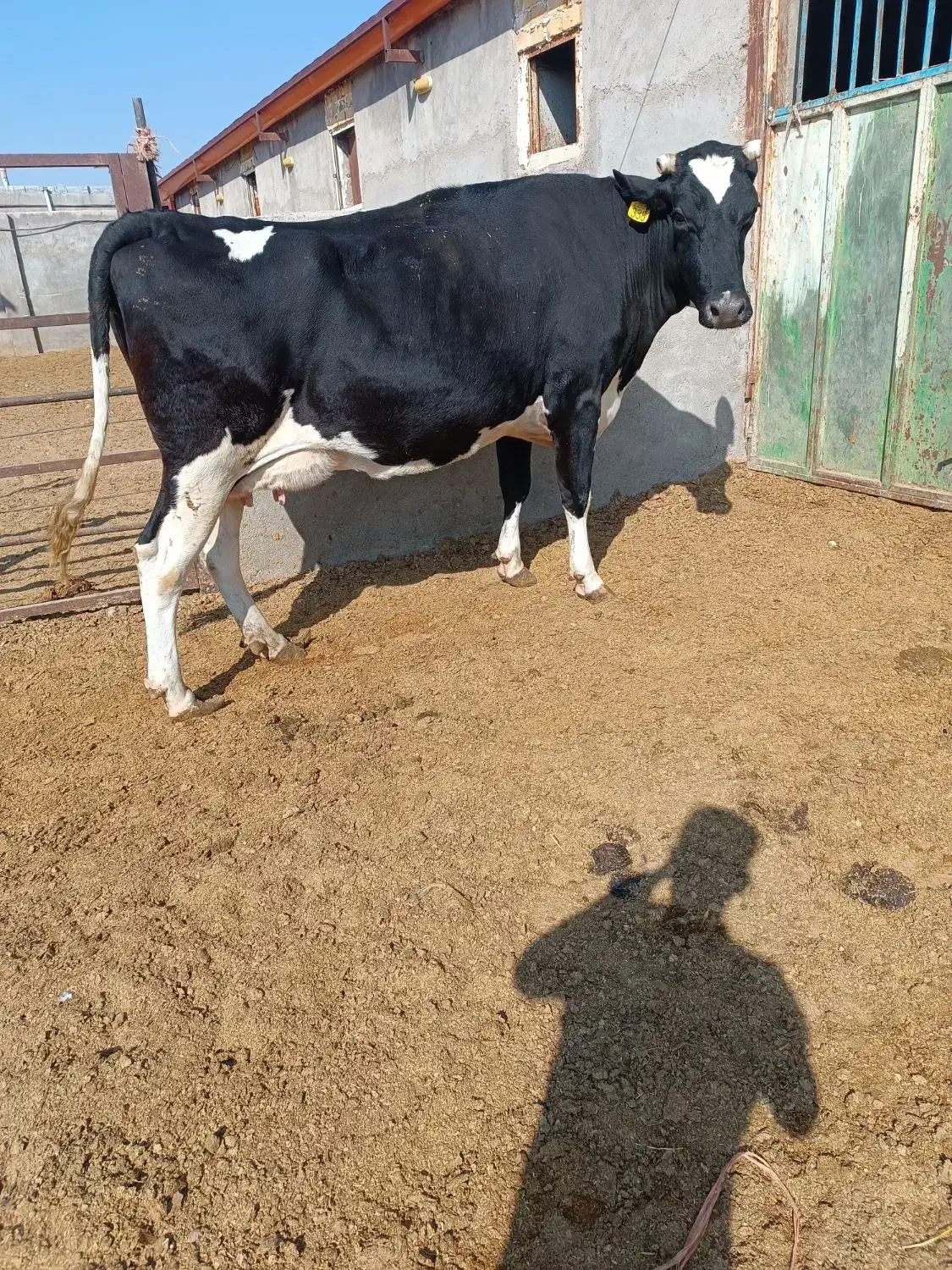 گاو|حیوانات مزرعه|تاکستان, |دیوار