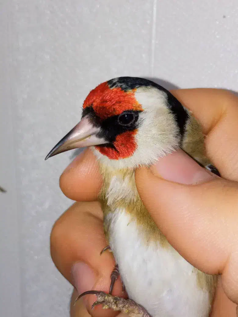 یه سهره نر عطیقه گل قفل|پرنده|تهران, مسعودیه|دیوار