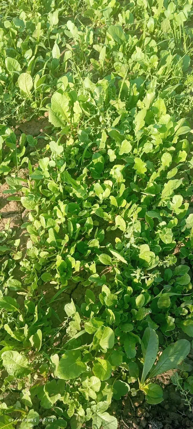 خندل سبزی|خوردنی و آشامیدنی|میناب, |دیوار